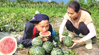 This is the first time I've tasted watermelon this delicious, I just ate it with my mouth shut