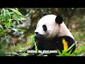 How Animals Lie about Their Size | dog | panda | cheating | deception