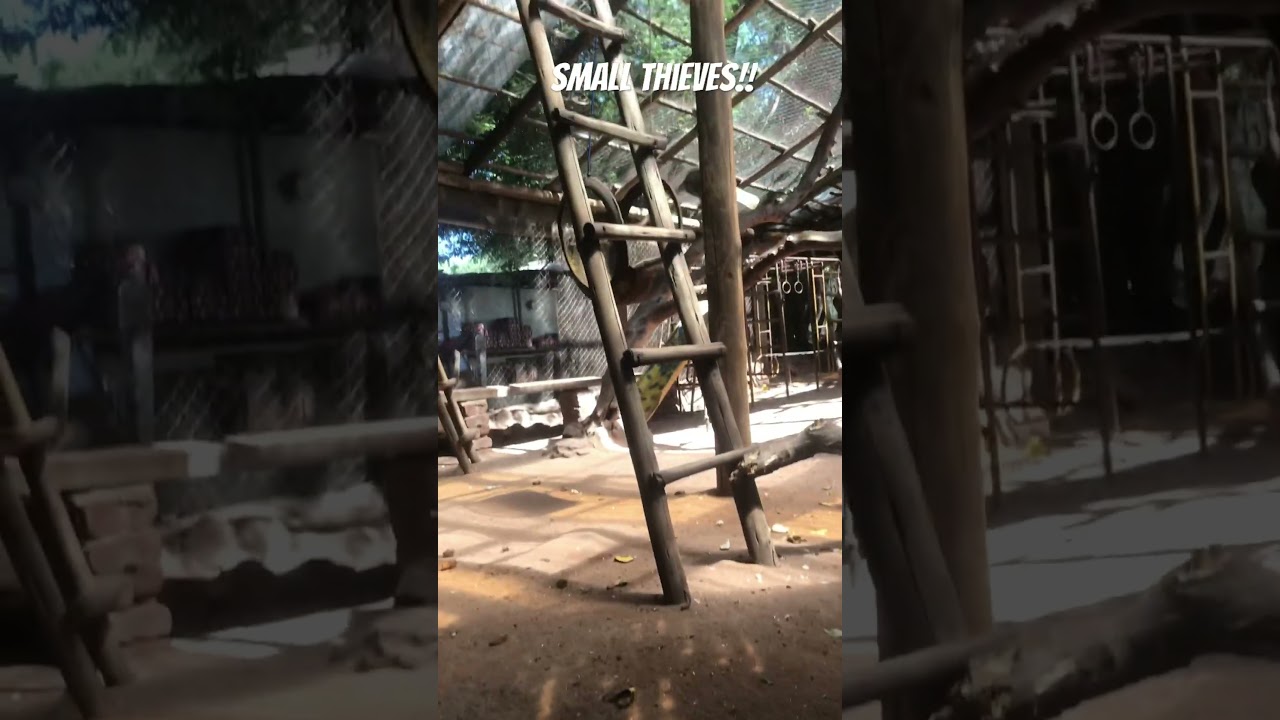 Monkey stole baby’s milk 