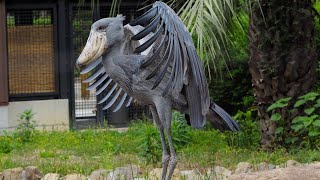 Shoebill Stork A Very Dangerous Bird