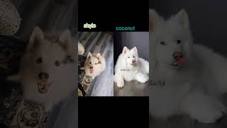shylo and coconut  🐕🐩🐶    #dogsyourfriendsforever  #puppyvideos  #petsforever