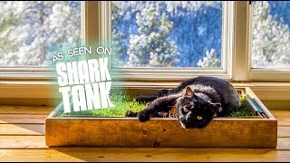 Fresh Patch REAL Grass Delivery Service - FOR CATs TOO!