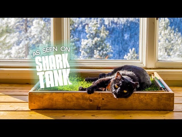 fresh patch for cats