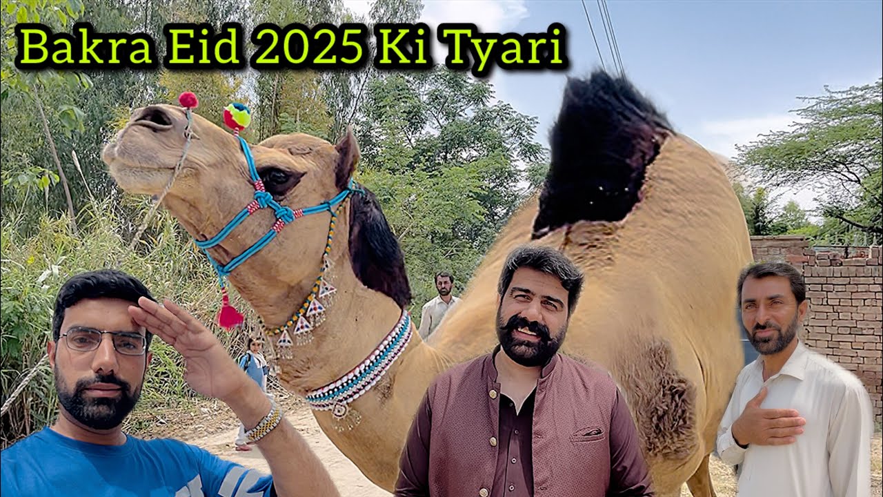 Finally Sheir Bahadur Bhai Ke Camels Bakra Eid 2025 Ki Tyari | Adil Chattha Bhai Ka ShoQ