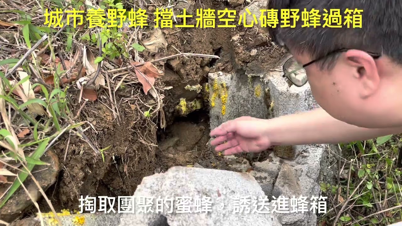 城市養野蜂 擋土牆空心磚野蜂過箱