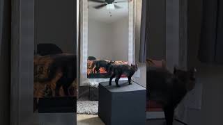 Tiny Kitten's Mirror Dance