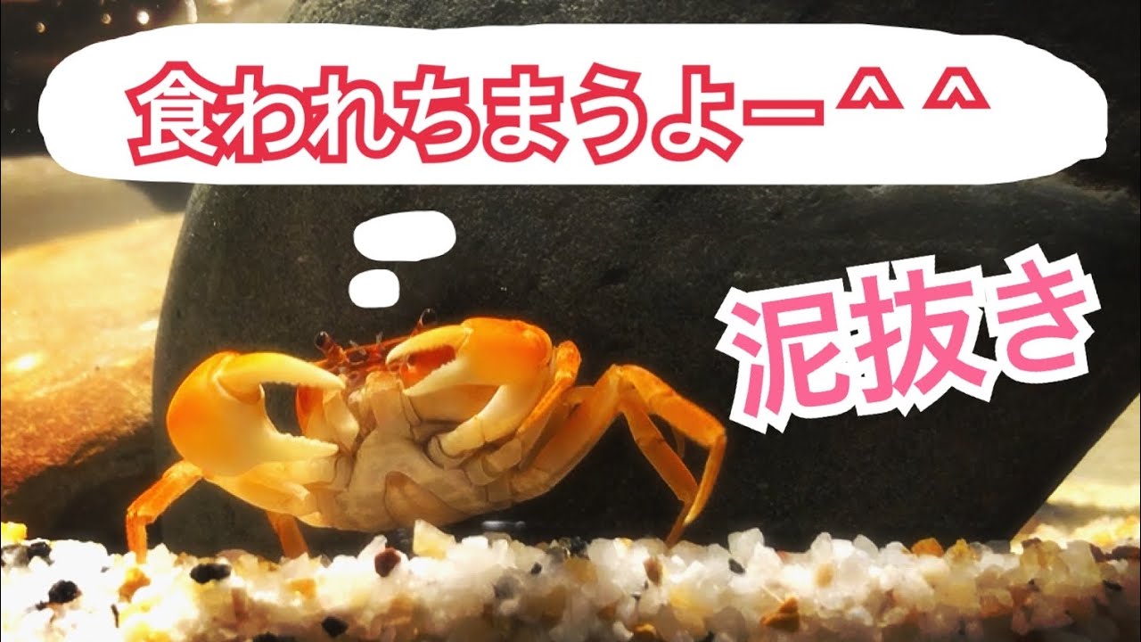 川で捕まえてきたサワガニを食べる準備 - YouTube