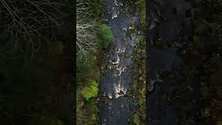 🍂 Линдуловская роща #аэросъёмка #aerialfootage #drone