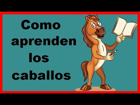 ¿Cómo aprenden los caballos? Descubre los secretos del comportamiento equino