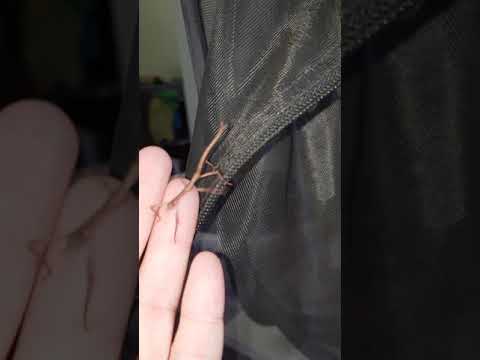 camera iphone 8 plus apk Bi-weekly leaf change for Aussie stick insects. Spiny Leaf, Goliath, Strong . 03/10/2018