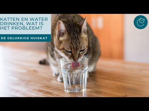 Video: Waarom houden katten van drinken uit de waterkraan?