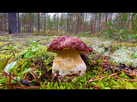 ГРИБНОЙ ДУР ДОМ 2 ПРОДОЛЖАЕТСЯ! ГРИБНИКИ ОШАРАШЕНЫ! БЕЛЫЕ ГРИБЫ БОРОВИКИ СКАЗОЧНАЯ КАРЕЛИЯ 2022 ШОК