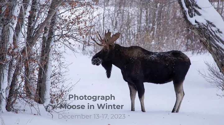 Photograph Moose in Winter in Grand Teton National Park