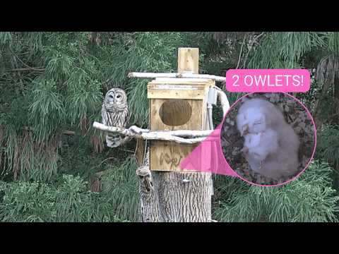 🚨 LIVE: Two Owlets Getting Ready to Explore 👀🦉 | Barred Owl Nest Cam | Outside View