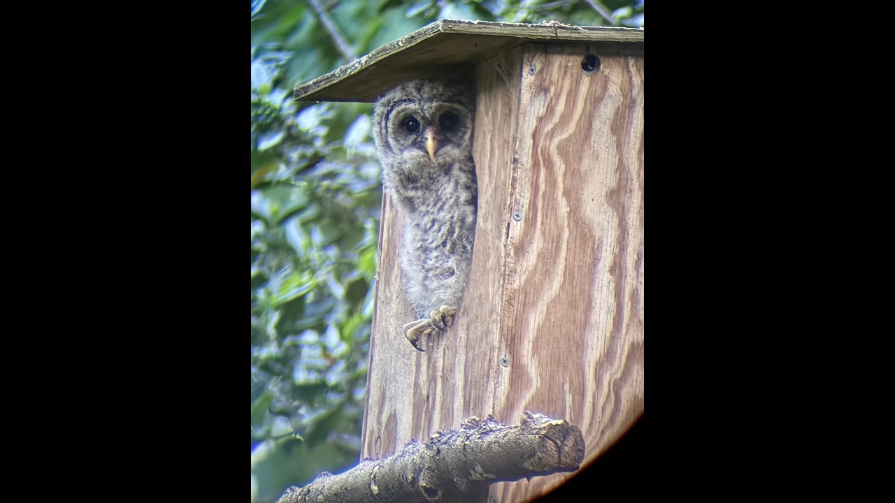 Outside View Barred Owl Nesting Box | Live Stream | Owl Cam