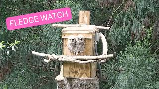 🚨 LIVE: Two Owlets Getting Ready to Explore 👀🦉 | Barred Owl Nest Cam | Outside View
