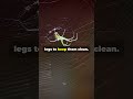 Spiders Don't Get Stuck in Their Own Webs