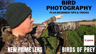BIRD PHOTOGRAPHY - HARRIER \& FALCONS | Wildlife Photography for Beginners | Tips \& Tricks