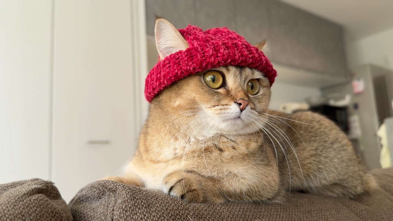 ママがニット帽編んだよ！🧶頭がポカポカでウキウキな短足マンチカン🐈