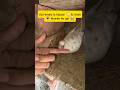 Ajj hmare kbutar🕊 ki ankh 👁#pigeon #kabootarloft05 #pigeonhouse #minivlog #dailyvlog #pets #birds