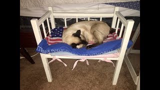 ASMR Cute 17 year old Siamese cat snoring and dreaming