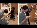 Angry Dog Doesn't Like Getting His Claws Trimmed