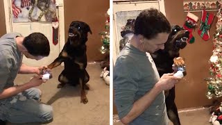 Angry Dog Doesn't Like Getting His Claws Trimmed