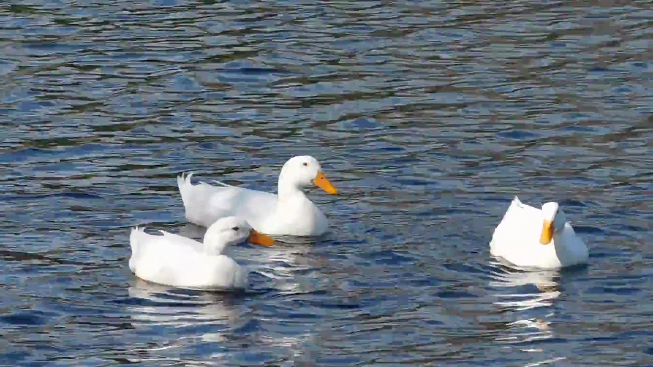 Pekin ducks swim YouTube