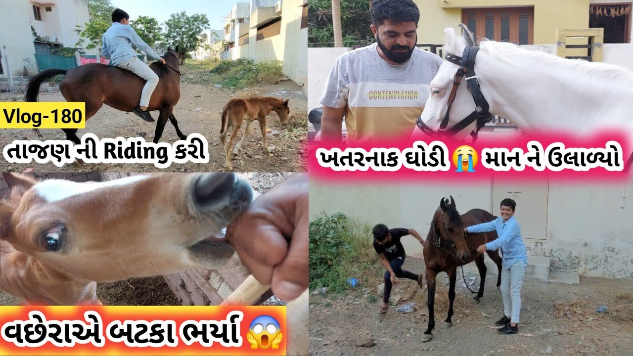 તાજણ ની Riding શરુ સમ્રાટ વછેરાએ હાથ માં બટકા ભર્યા😱 Horse Riding