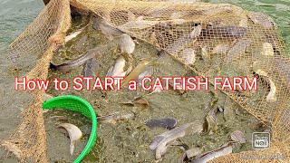 How to Start a CATFISH farm
