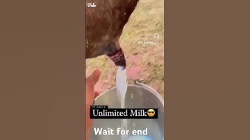 Cow milk shorts vairalvideo
