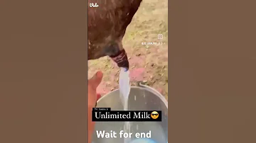 Cow Milk Shorts Vairalvideo 