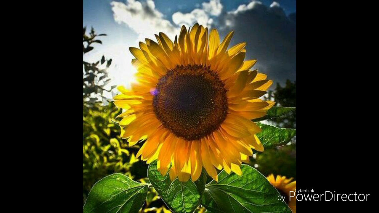 I Have Nothing (VERSION ESPAÑOL) - YouTube