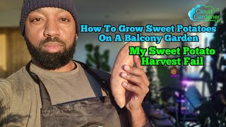 how to grow sweet potatoes on a balcony garden. my sweet potato harvest fail
