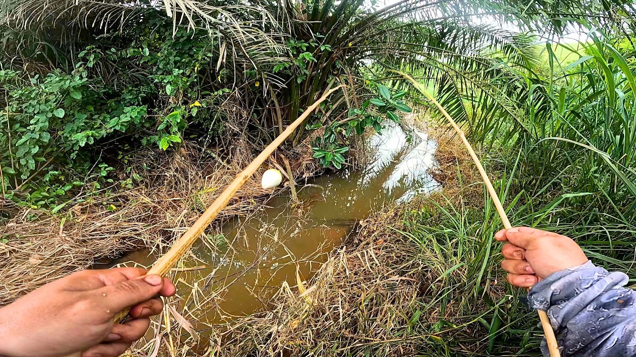 EXPLORANDO COM VARINHA DE BAMBU ESSE PEQUENO CORREGO CHEIO DE VIDA!! Pescaria Caipira