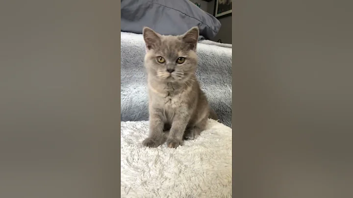Watch the video about Always Purring Lilac Kitten #catlover #purr #lilac #kitty #catvideos #catlovers #kitten #cats #cute