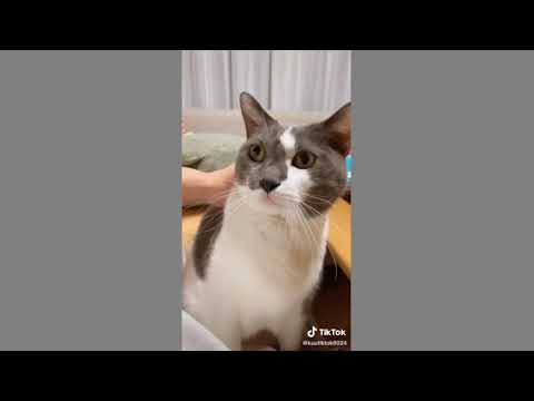 #CapCut リクエストから��初めて歌ったw難しすぎるっっwwwモフモフに頼りまくってます��#tiktok猫部 #フォロワー5万人チャレンジ