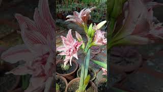amaryllis doublet #blossom #flowers #bloom #flores #amaryllis #hippeastrum #exotic #nature #garden