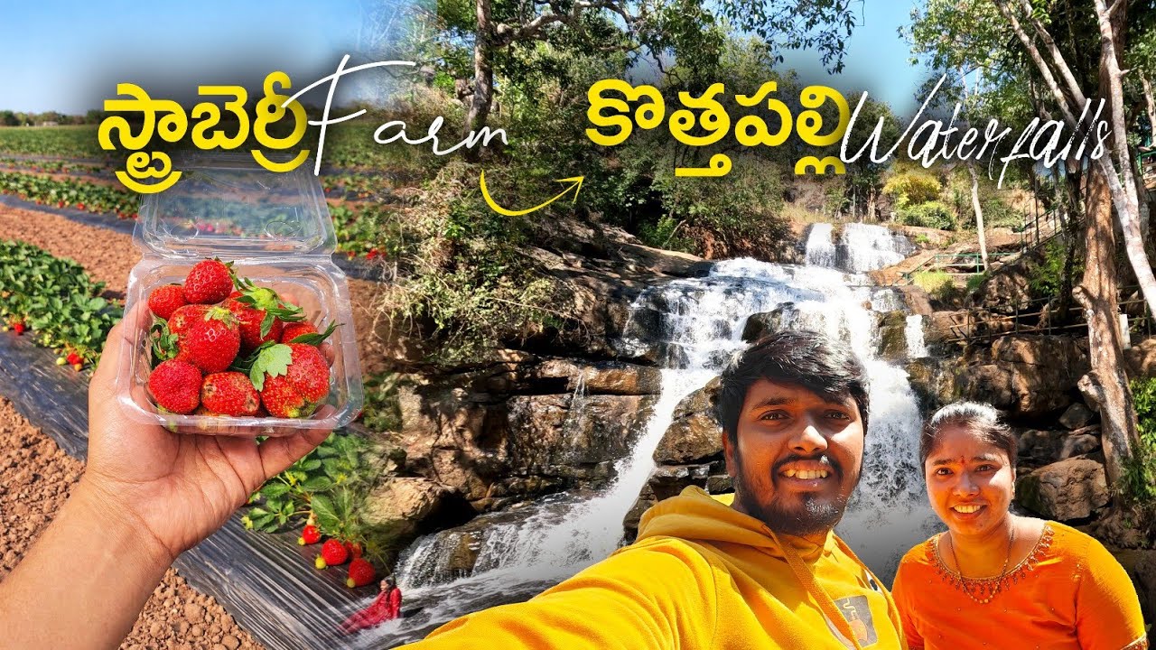 STRAWBERRY FARM TO  KOTHAPALLI WATERFALLS | #lambasingi #strawberries 