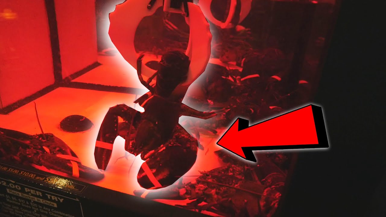 FOUND A LIVE LOBSTER CLAW MACHINE!!!! YouTube