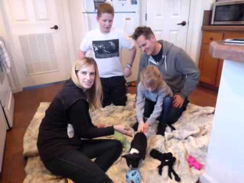 Umpqua Valley Kennels LLC ~ AKC French Bulldogs puppy paradise