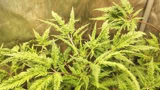 Saturday morning smoke session open panel