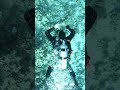 Nurkowanie w zatoce Coraya Egipt #divng #scubadiving #fish #travel #egipt