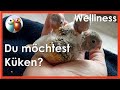 Wellensittiche erfolgreich züchten, wie? Basiswissen, Tipps und Infos, für gesunde Küken 39/150