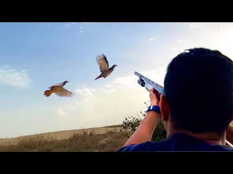 Chasse Perdrix et Lievre 2021- Hare & partridge Hunting / TAVŞAN AVI