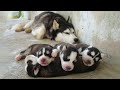 Funny and Cute Husky Puppies Compilation 2020 - Cutest Husky #06