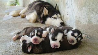 Funny and Cute Husky Puppies Compilation 2020  Cutest Husky #06