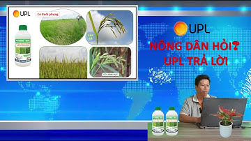 GIẢI PHÁP QUẢN LÝ LÚA CỎ VÀ CỎ DẠI TRÊN RUỘNG LÚA | NÔNG DÂN HỎI – UPL TRẢ LỜI