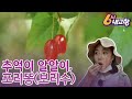 [6시내고향] 추억이 알알이, 포리똥(보리수)｜KBS 220608 방송