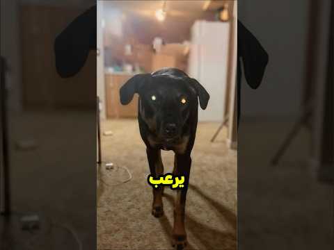 هذا الكلب يرعب صاحبه دائما